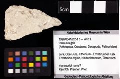 Foto (Objket + Etiketten) von Palinurus grilli 